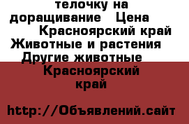 телочку на доращивание › Цена ­ 20 000 - Красноярский край Животные и растения » Другие животные   . Красноярский край